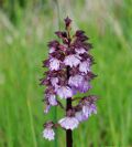 Orchis purpurea